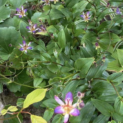 ハーブ摘み取り&活用講座