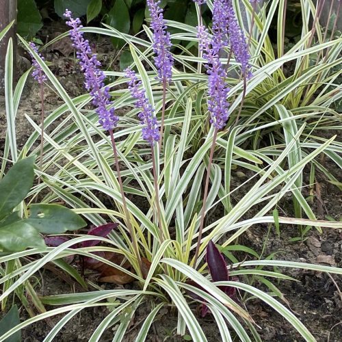 ハーブ摘み取り&活用講座