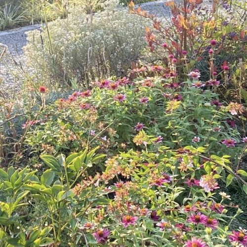 ハーブ摘み取り&活用講座