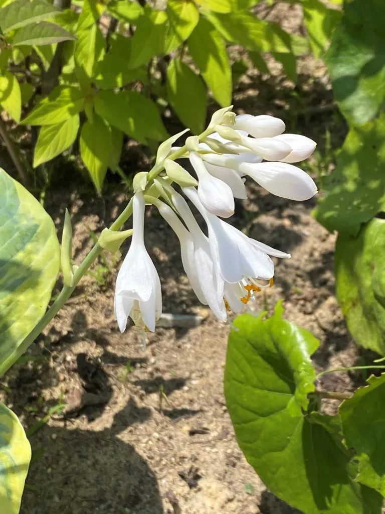 ものがたりの街に新しくお花を植えて一週間経ちました