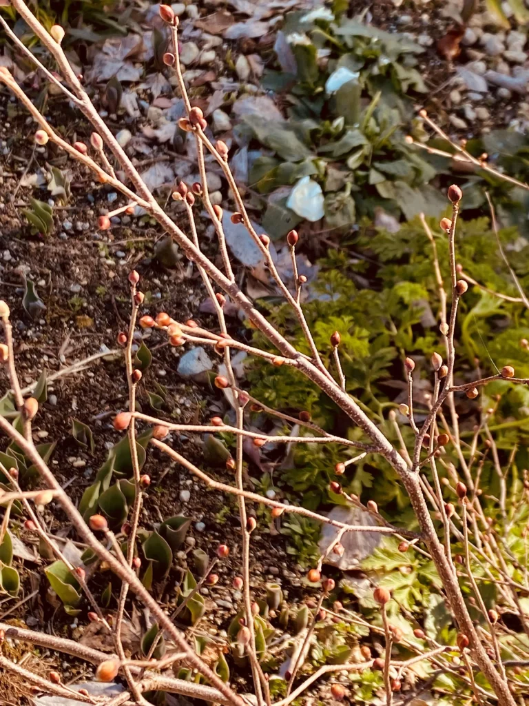 ヒュウガミズキ