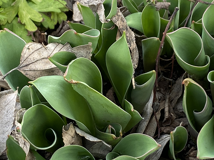 ものがたりの街