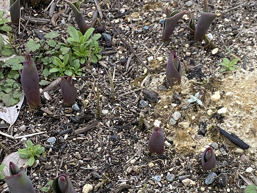 ものがたりの街