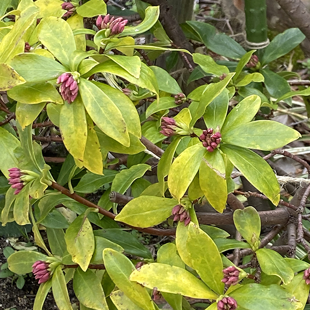 春の足音。チューリップの芽吹きと、ものがたりの街で育む絆