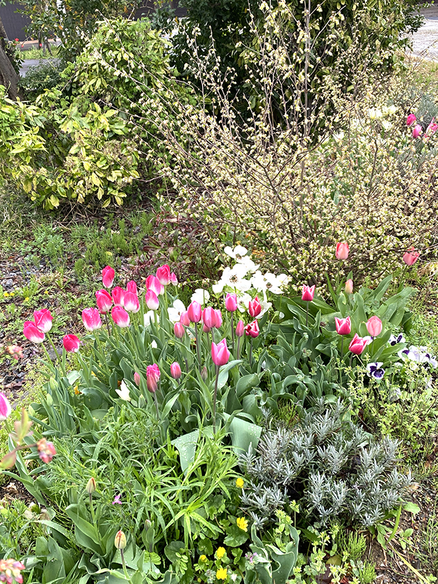 砺波の春、色とりどりの「ものがたり」が咲き始めました