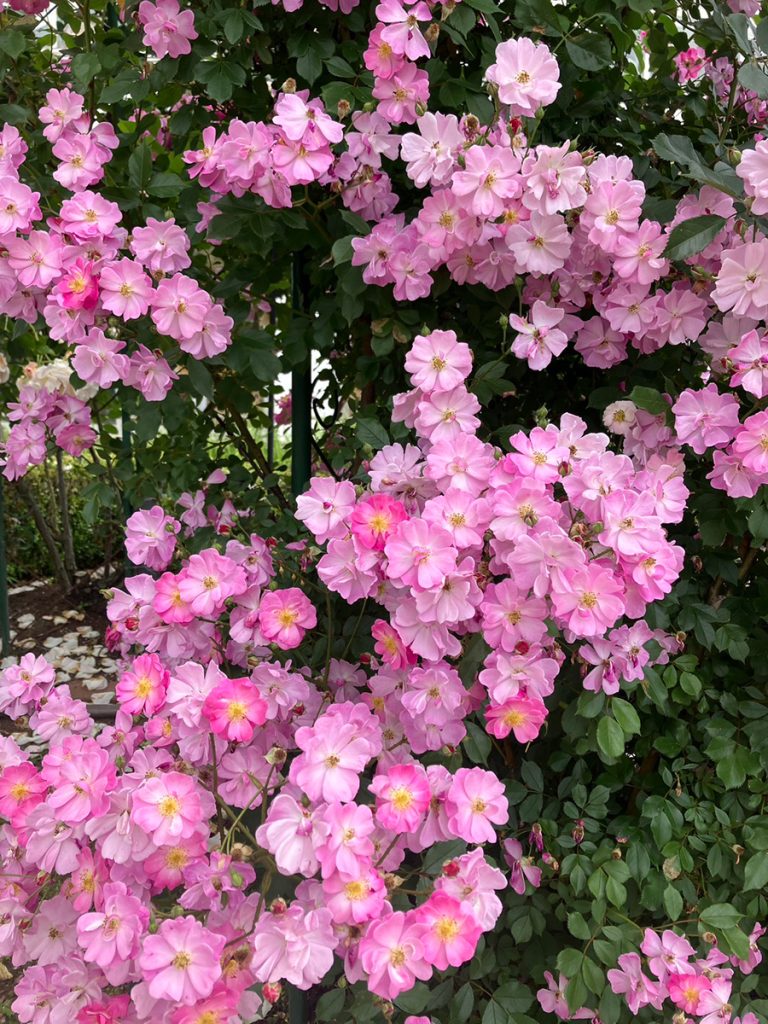 おとぎの森公園のバラ園へ行ってきました