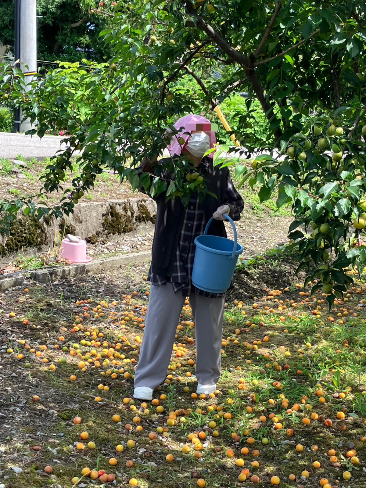 「最後の梅摘みかもしれない」から始まった、90代の思いとものがたり