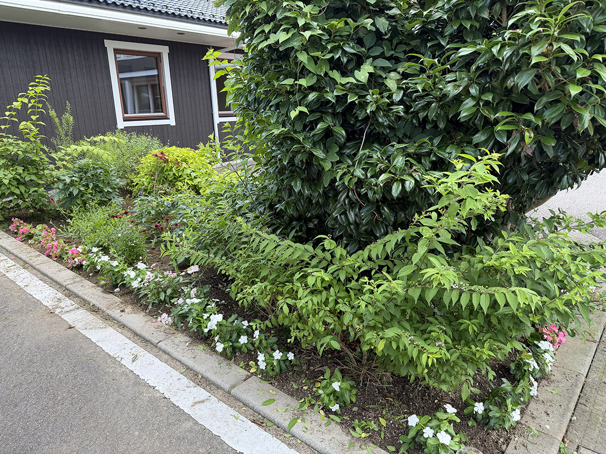 メンテナンスを終えた花壇は、植物一つひとつがより引き立ち、これから迎える本格的な夏に向けて準備が整いました。