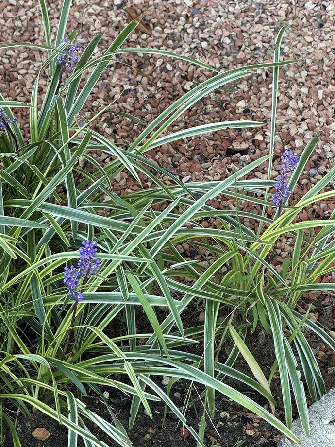 ヤブランには紫色の小さな花が